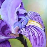Huile representant un iris violet
